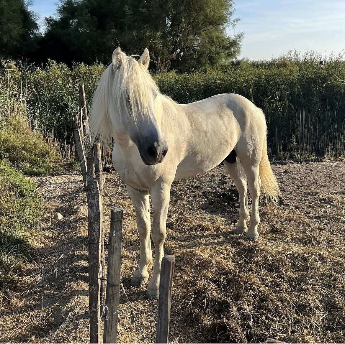 Camargue 3