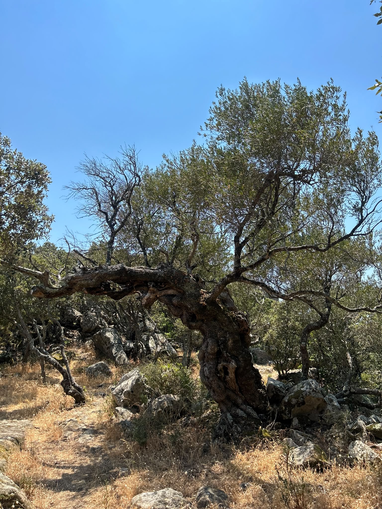 Corse 17