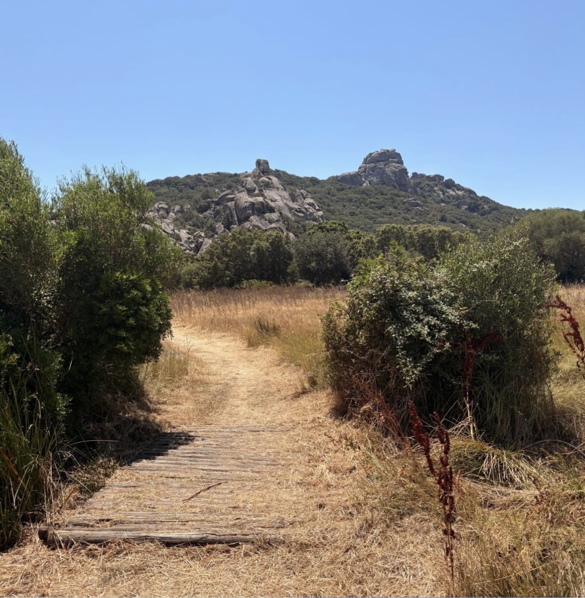 Corse 15